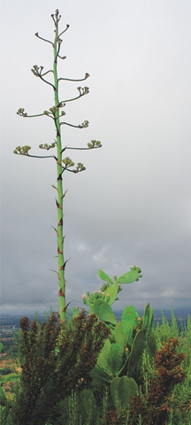 Opuntia & Rosemary below a towering Agave plant in bloom