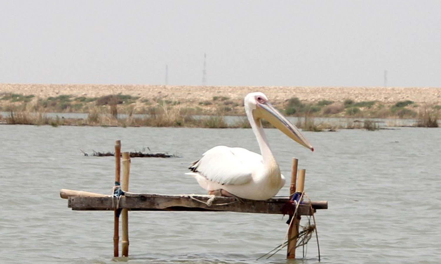 A pelican held in captivity.