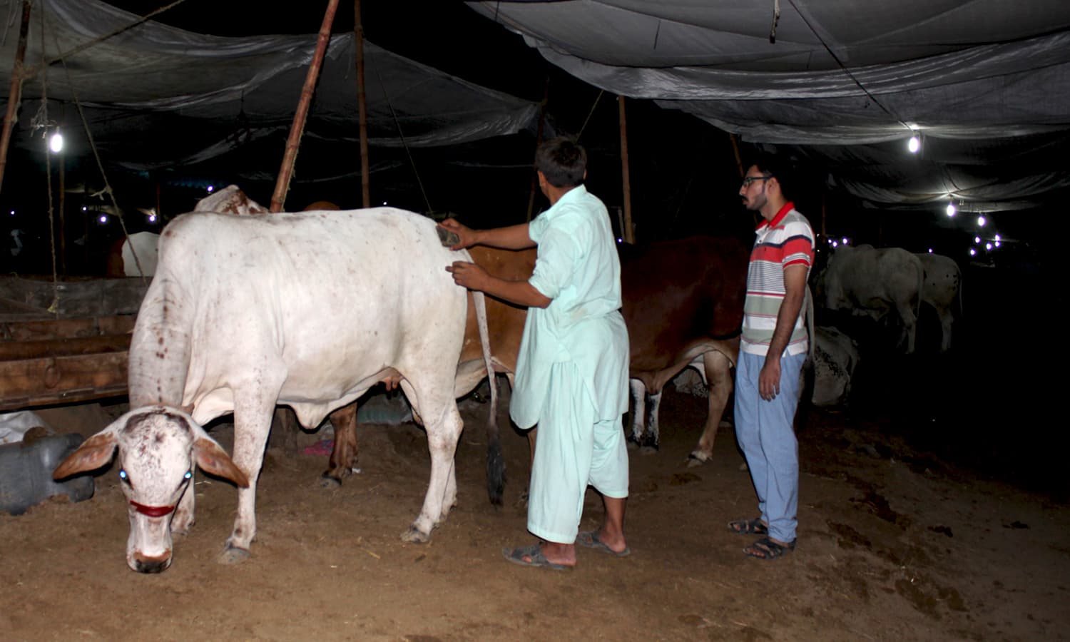 An owner washes his cow. —Yumna Rafi