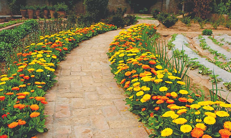 Calendula path