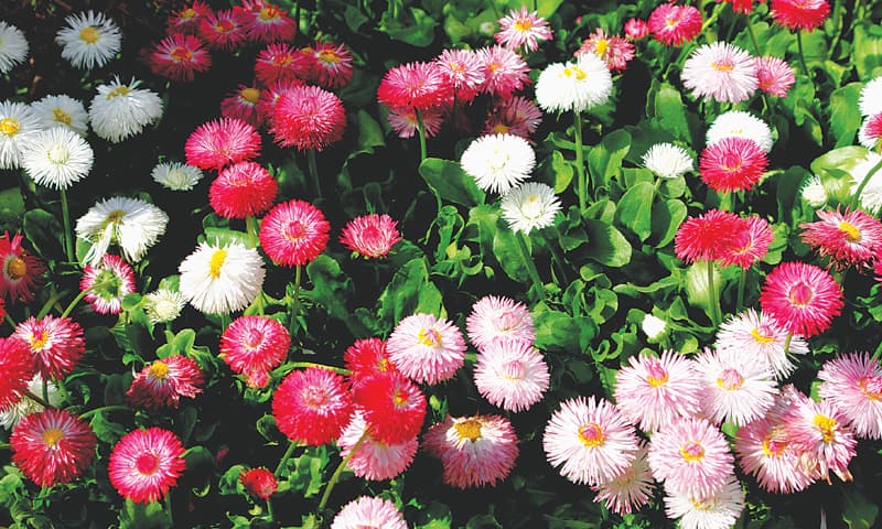 Pretty bellis