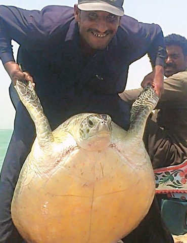 The green turtle being released back into the sea.&mdash;WWF-P