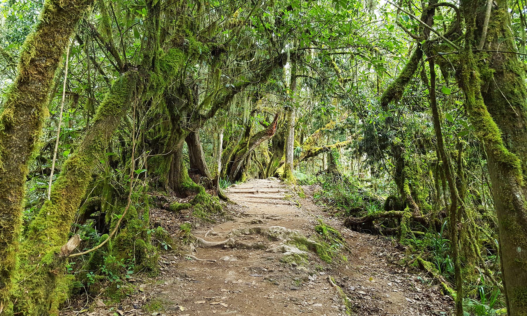 Tree canopies providing a perfectly shaded walkway.