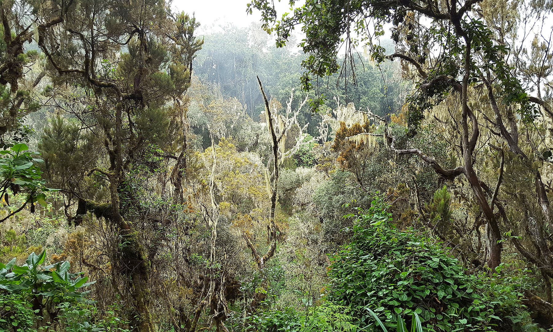 Vines in the rainforest.