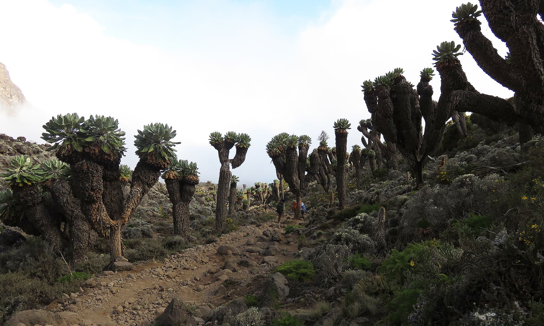 On our way down from Lava Tower, we saw the fascinating senecio trees. The leaves of this tree do not fall off but accumulate at the base and provide shelter in harsh weather.