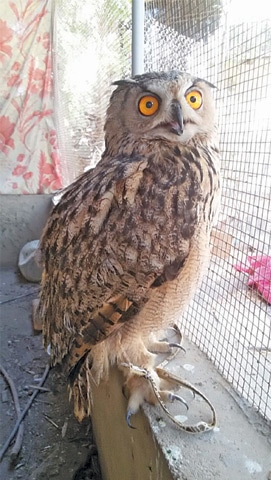 The lone owl seized with falcons sits in the wildlife department office in Hyderabad before its release into the wild.