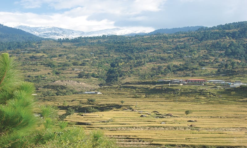 Th terraced agricultural panaorama / Photos by the writer