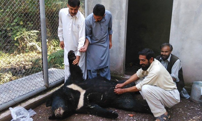 AJK wildlife department officials examining a dead female black bear in this file photo taken on October 13, 2015 in Patikka wildlife centre. The omnivore was shot dead in Katha Piran village of Neelum valley. —Photo by author