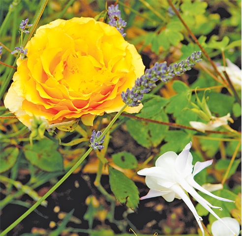 Fragrant bush rose ‘Pot o’ Gold’ with lavender & Aquilegia ‘Snow bonnet’