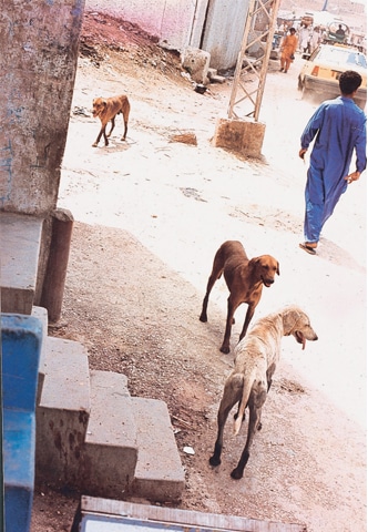 Whethers its a sunny day or a rainy one, stray dogs frequent garbage dumps in search of food. Town administrations leave poison pellets in these spots to cull stray dogs File photos by WhiteStar