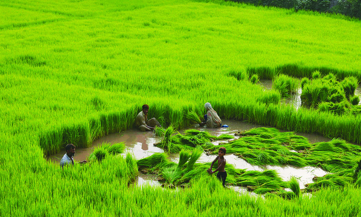 A rice paddy on the outskirts of Lahore | Tariq Mahmood, White Star