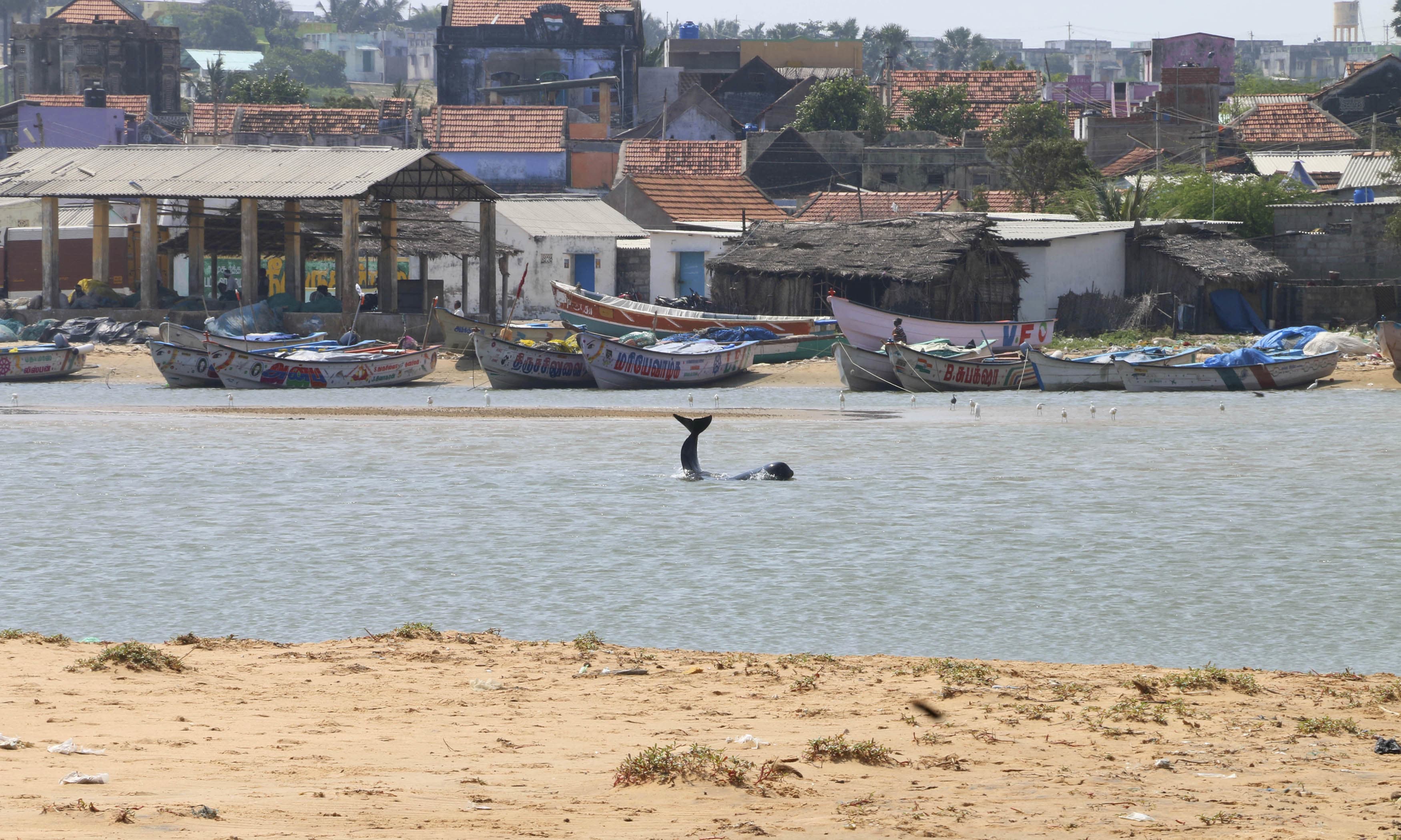 More than 80 whales have washed ashore on India's southern coast.  &mdash;AP