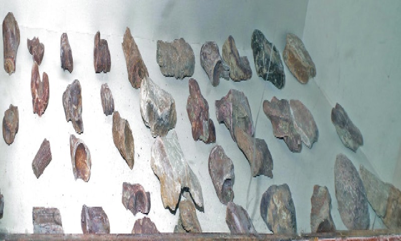 The 50 million years old fossils of different animals, including dinosaur remains, are placed in the galleries of Kallar Kahar Museum. —Photos by the writer