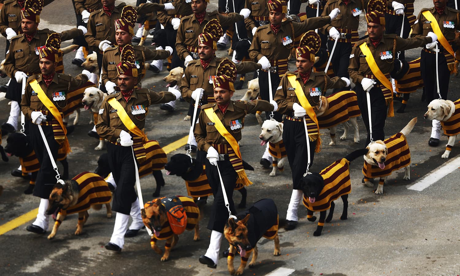 Service dogs assigned to the Remount Veterinary Corps Dog Squad march with their handlers during India's Republic Day parade. ─ Reuters