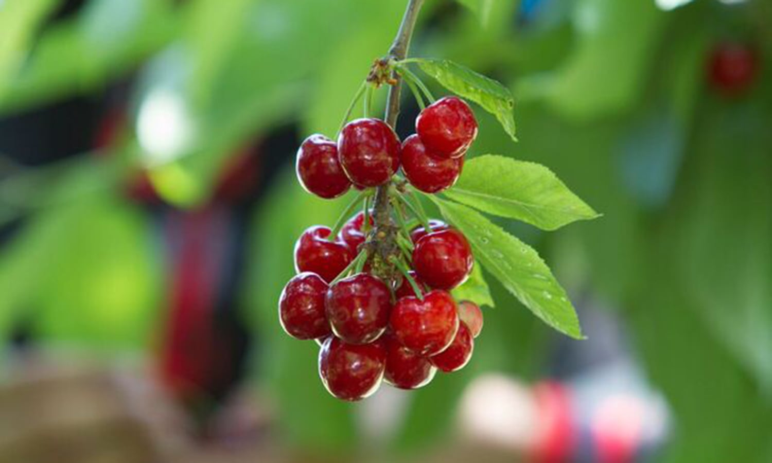 Cherries grown in Hunza are popular exports to China. —Photo by Ghulam Rasool