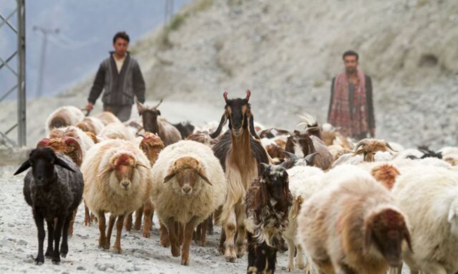 A local shepherd tending to his sheep near Khaplu. —Photo by Ghulam Rasool