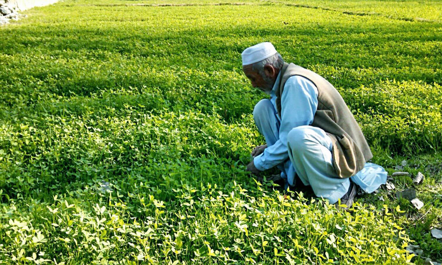 A farmer works in the field in Fata. Without fertilisers, his crop produce suffers by 50 per cent. —Photo Tariq Ullah