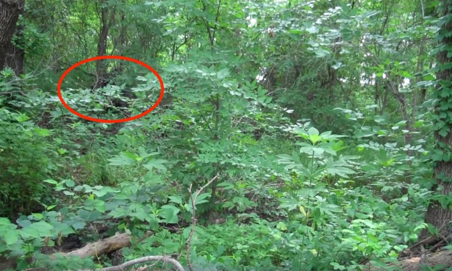 یوٹیوب اسکرین شاٹ