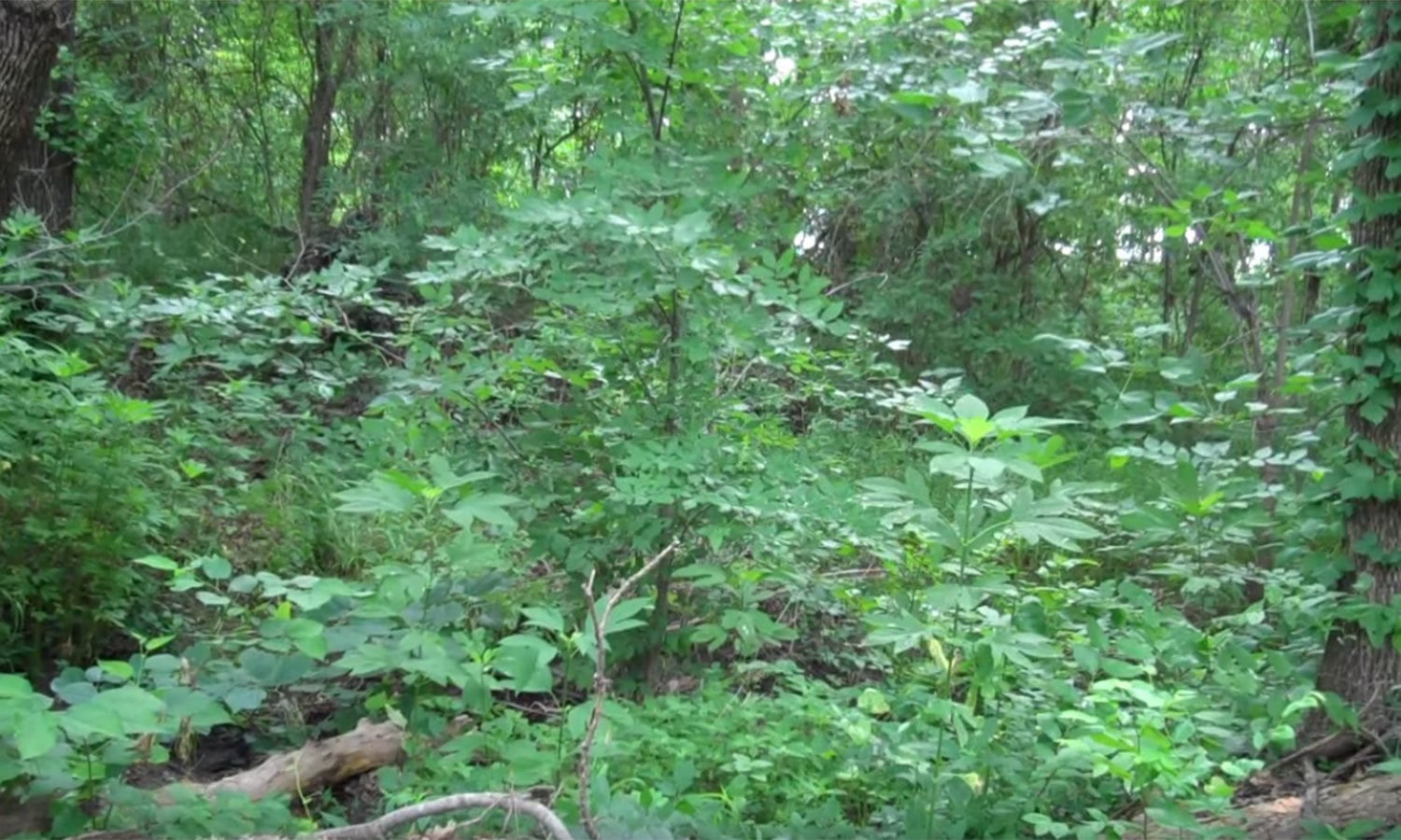 یوٹیوب اسکرین شاٹ