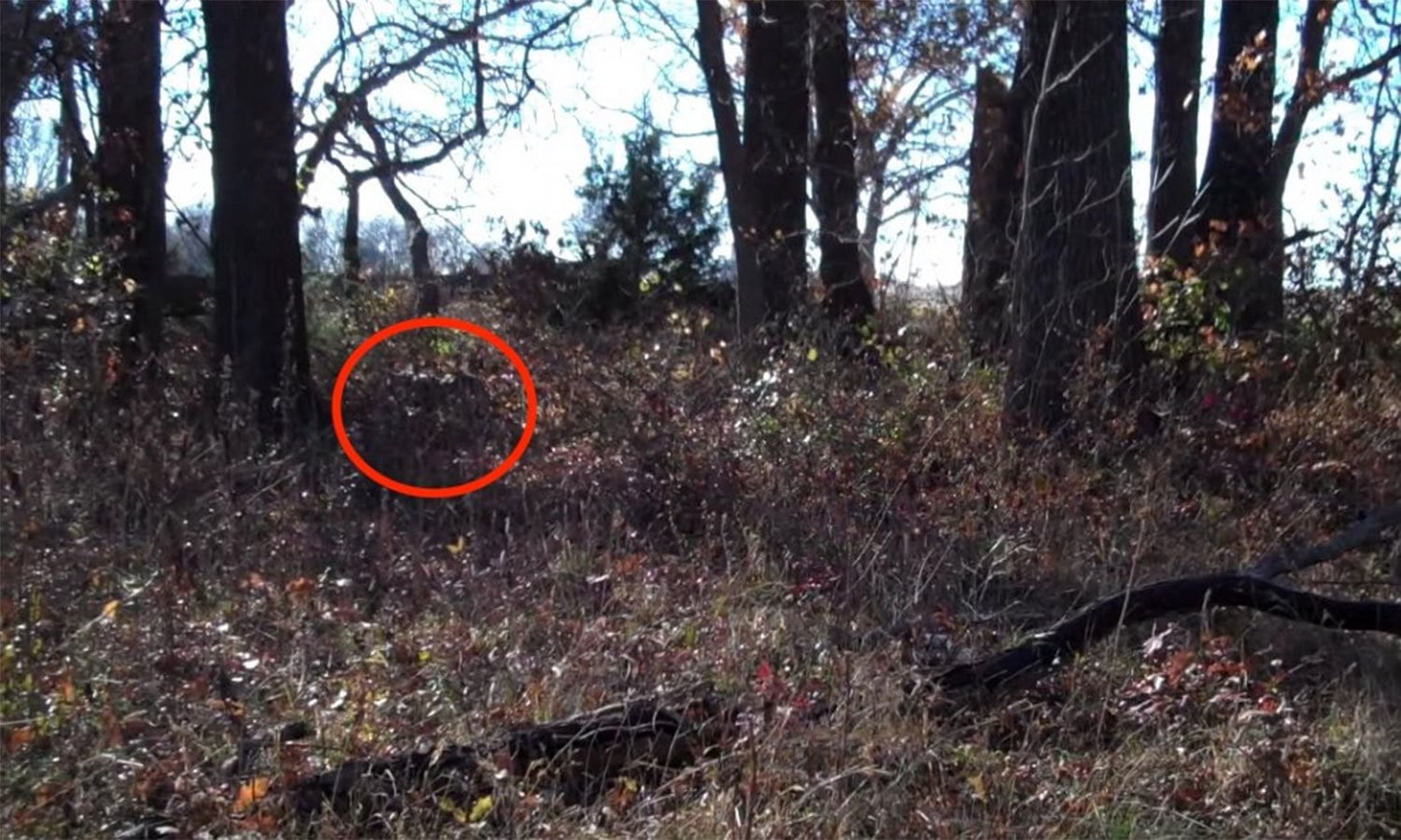 یوٹیوب اسکرین شاٹ