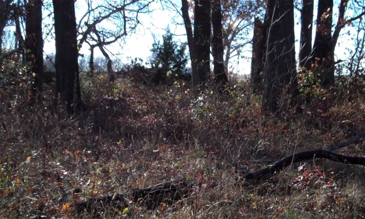 یوٹیوب اسکرین شاٹ