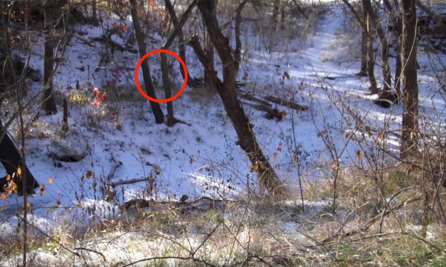 یوٹیوب اسکرین شاٹ