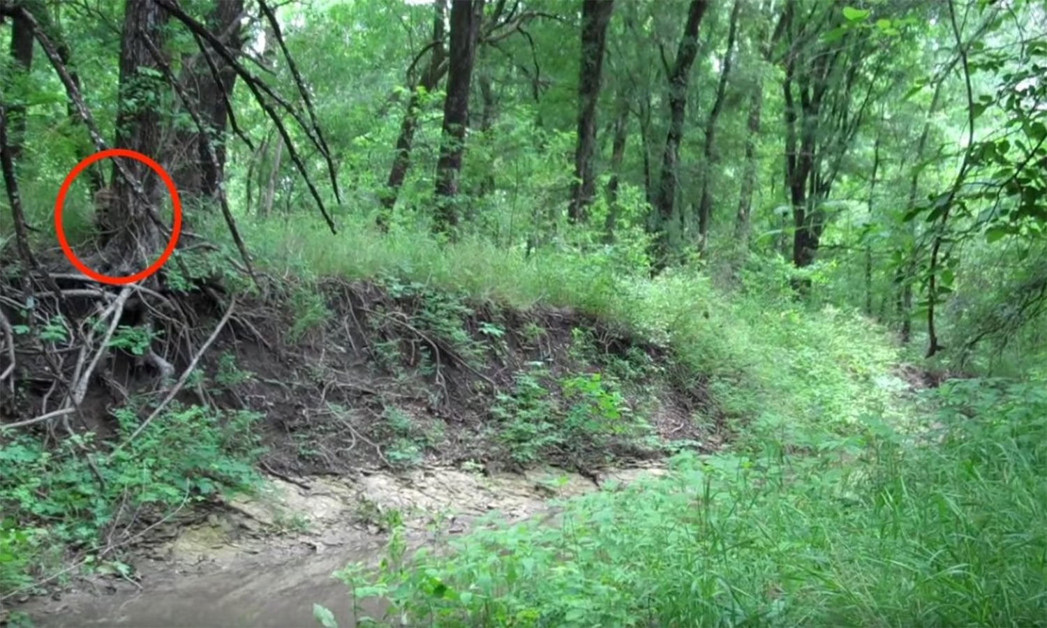 یوٹیوب اسکرین شاٹ