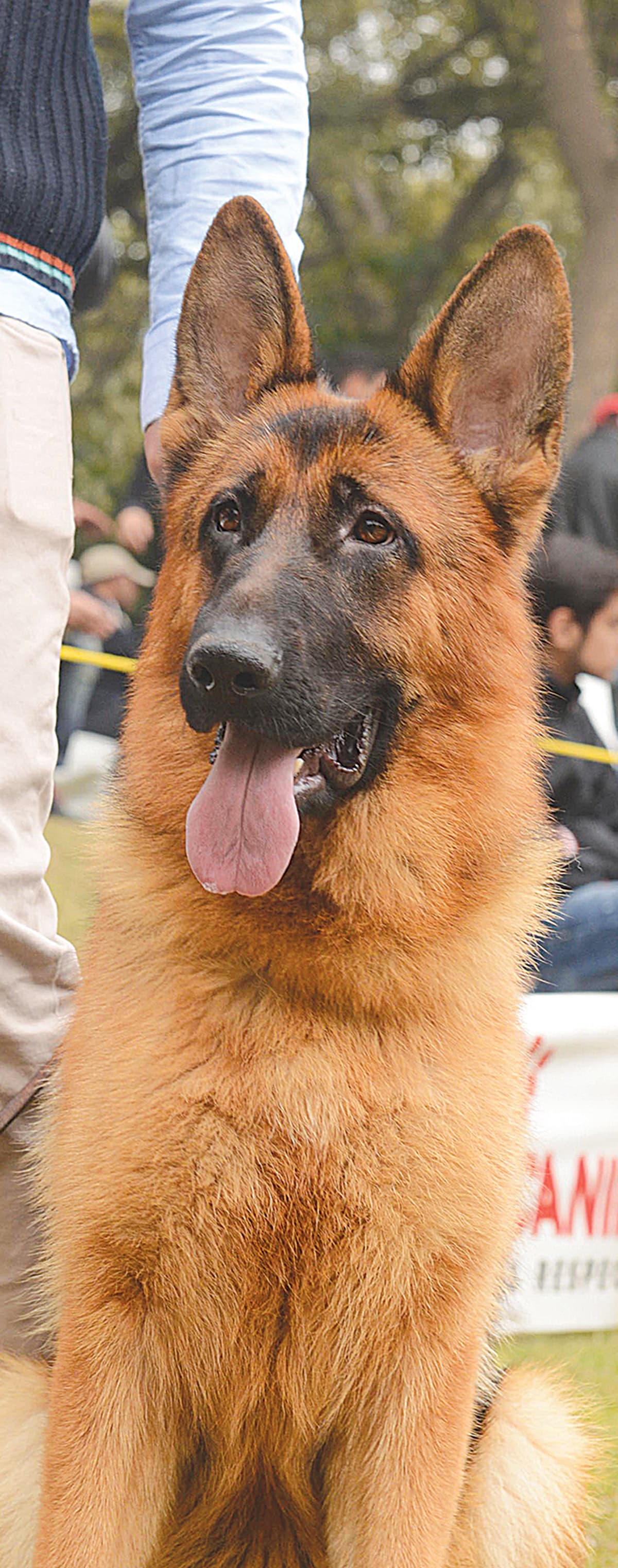 A German Shepherd at a dog show in Lahore | Azhar Jafri, White Star