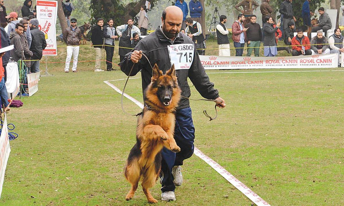 A German Shepherd struts at a dog show in Lahore | Azhar Jafri, White Star