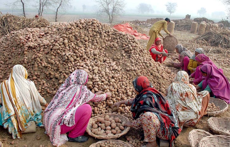 FAISALABAD: On the eve of International Women&rsquo;s Day, workers are seen sorting out potatoes in a field on Monday. According to a report, some 70 per cent rural female labour force are engaged in farm production and related jobs. Most of these women work 16 hours a day and are heavily burdened by their double roles as paid or unpaid workers and family care providers.&mdash;APP