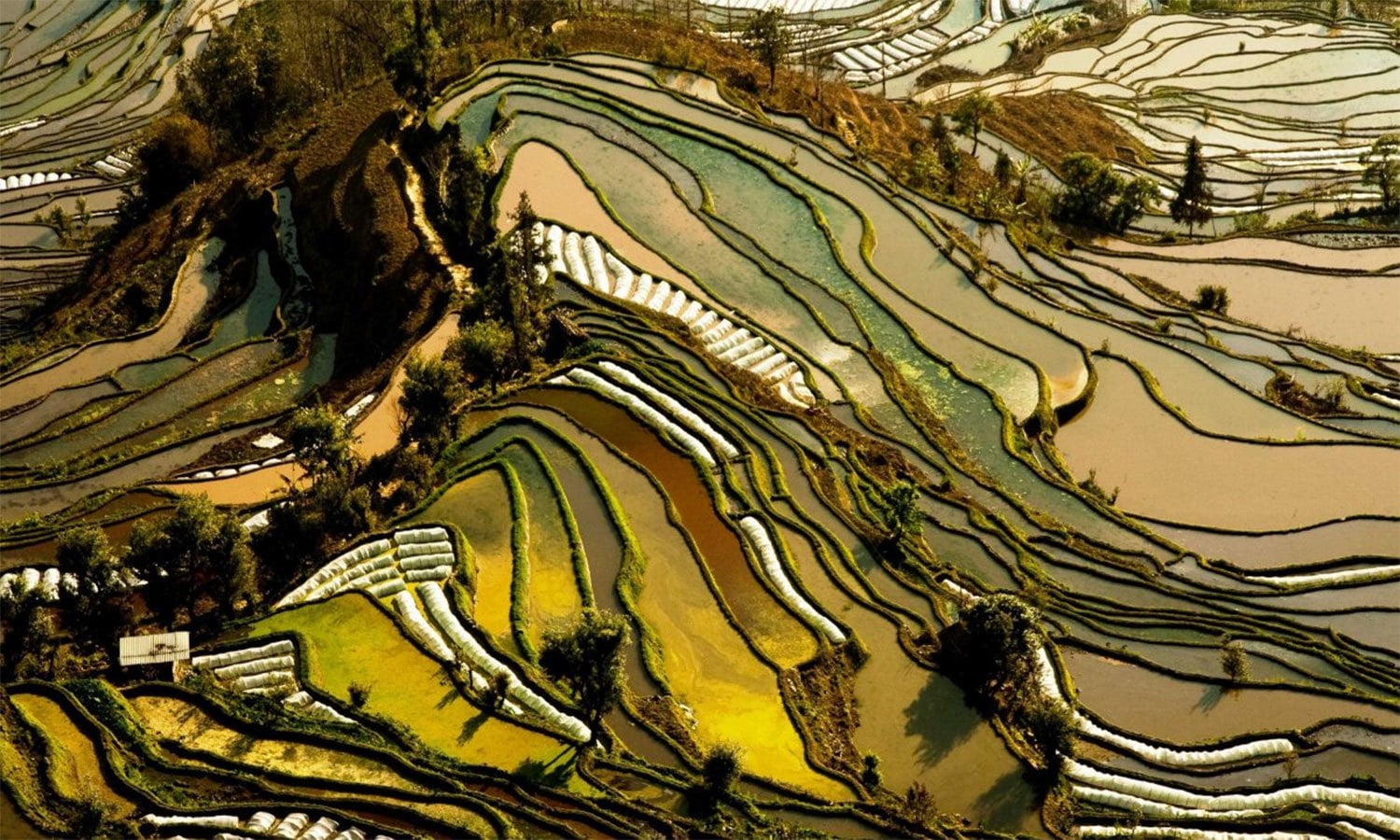 کریٹیو کامنز فوٹو