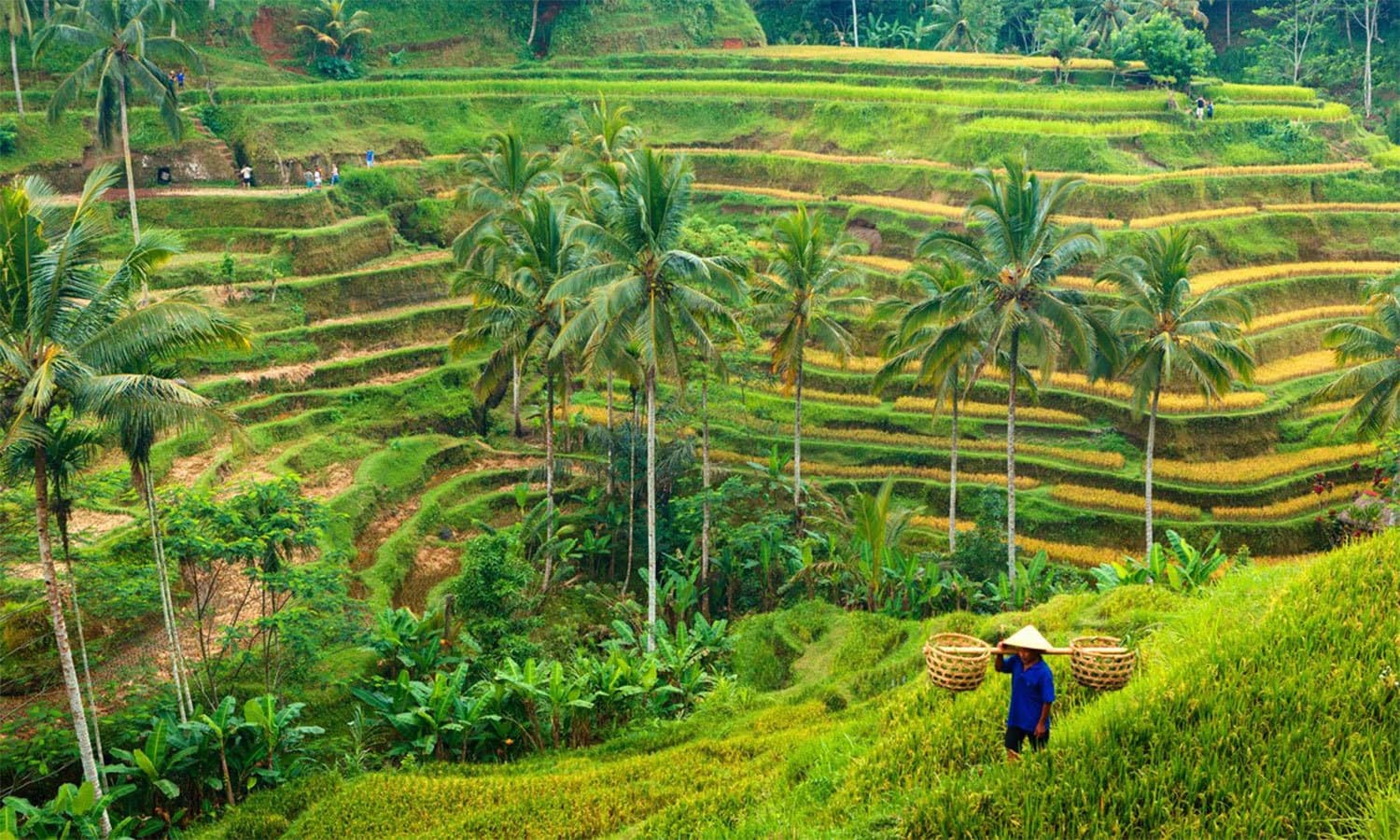 کریٹیو کامنز فوٹو