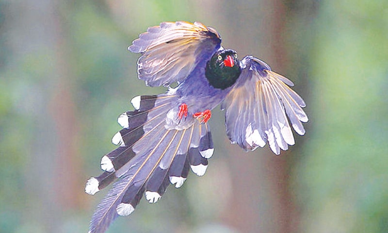 Birds with fancy tail feathers - Magazines 