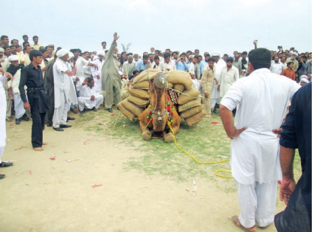 Bhola the camel tries to lift 35 maunds of weight. &mdash; Photo by the writer