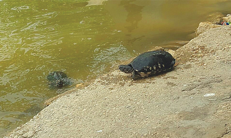 A turtle on Saturday follows in the footsteps of the other reptile that is already into the Haleji lake.