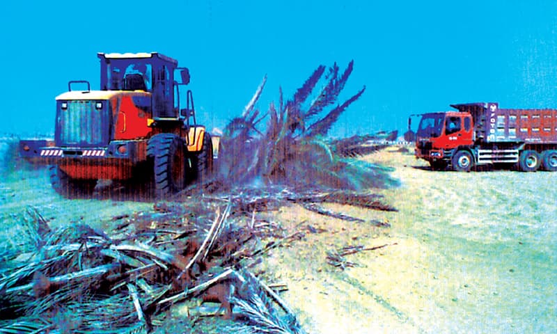 A wheel loader tears down rows of date palms.