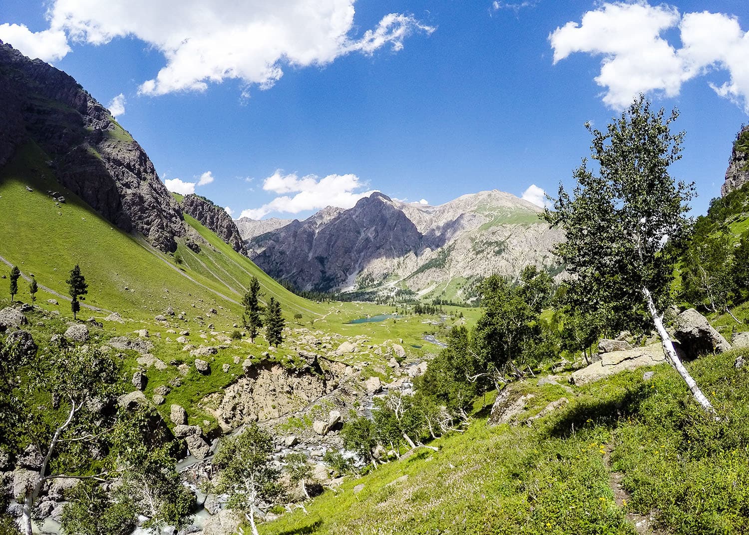 Birchtrees are found all over Minimarg and Domail and are used to make paper.