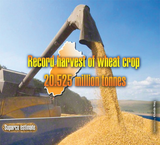 Punjab’s record wheat harvest - Business - DAWN.COM