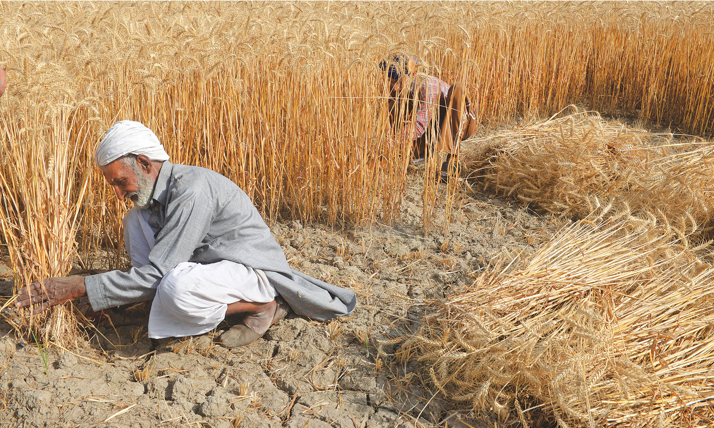 Farmers in a wheat field | Tariq Mahmood, White Star