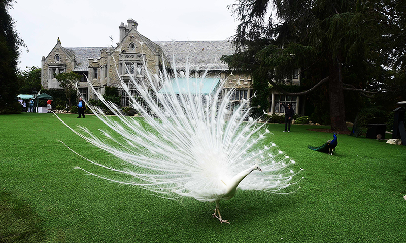 This file photo taken on May 11, 2016 shows a peacock walking across the lawn at the Playboy Mansion in Holmby Hills, Los Angeles, California. ─ AFP
