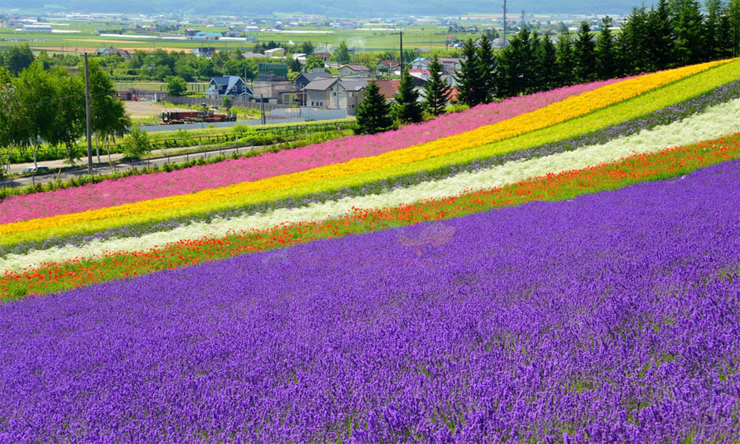 کریٹیو کامنز فوٹو