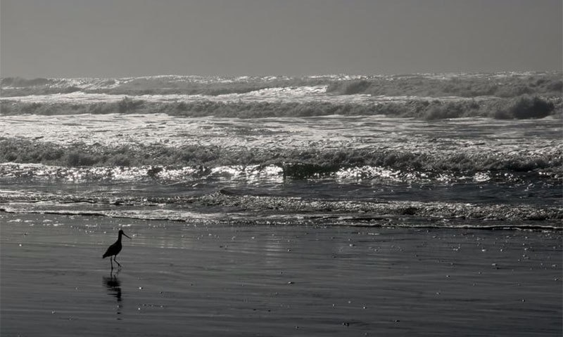 فوٹو بشکریہ demos.algorithmia