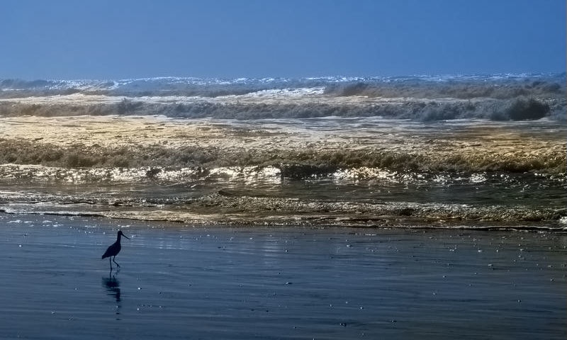 فوٹو بشکریہ demos.algorithmia