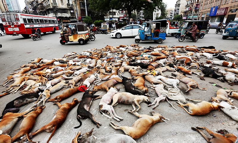 The carcasses of dead dogs are collected after they were culled using poison by the municipality in Karachi. ─ Reuters