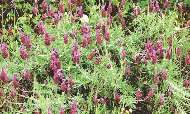 Lavandula stoechas