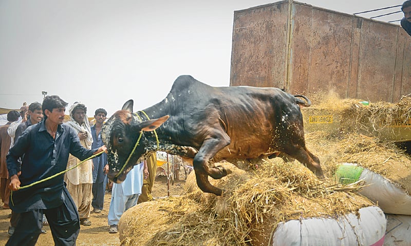 AN Animal being unloaded at the livestock market off Super Highway.&mdash;Fahim Siddiqi/ White Star