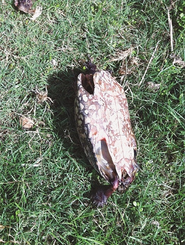 A turtle lies dead near the Kallar lake in Sukkur on Saturday.