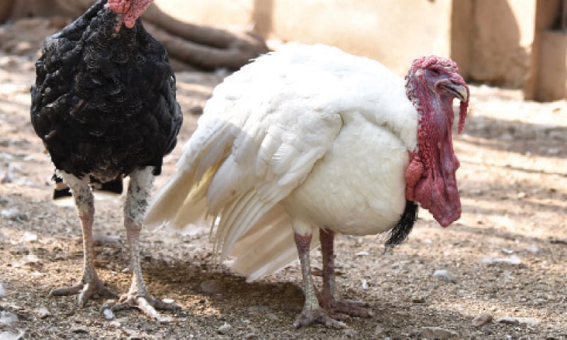 A pair of turkeys at the bird park.