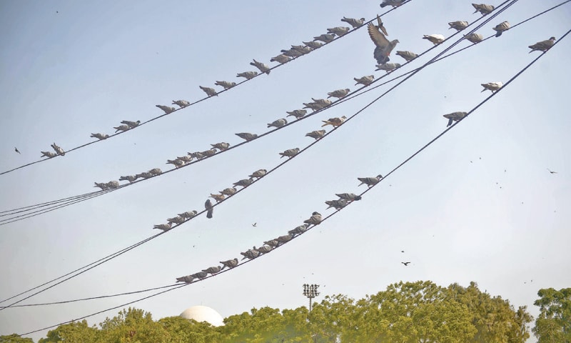 The birds start to leave between Asr and Maghrib time./ Photos by Fahim Siddiqi / White Star