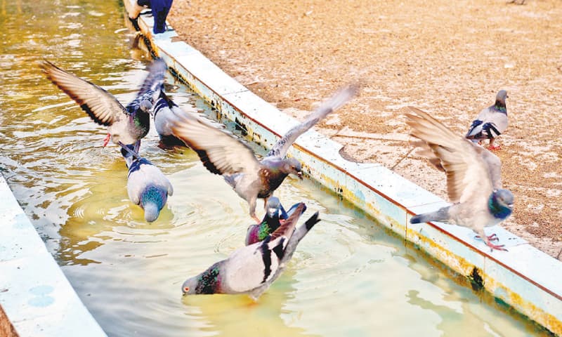 Clean water for the pigeons to drink also acts as a bird bath for them. / Photos by Fahim Siddiqi / White Star